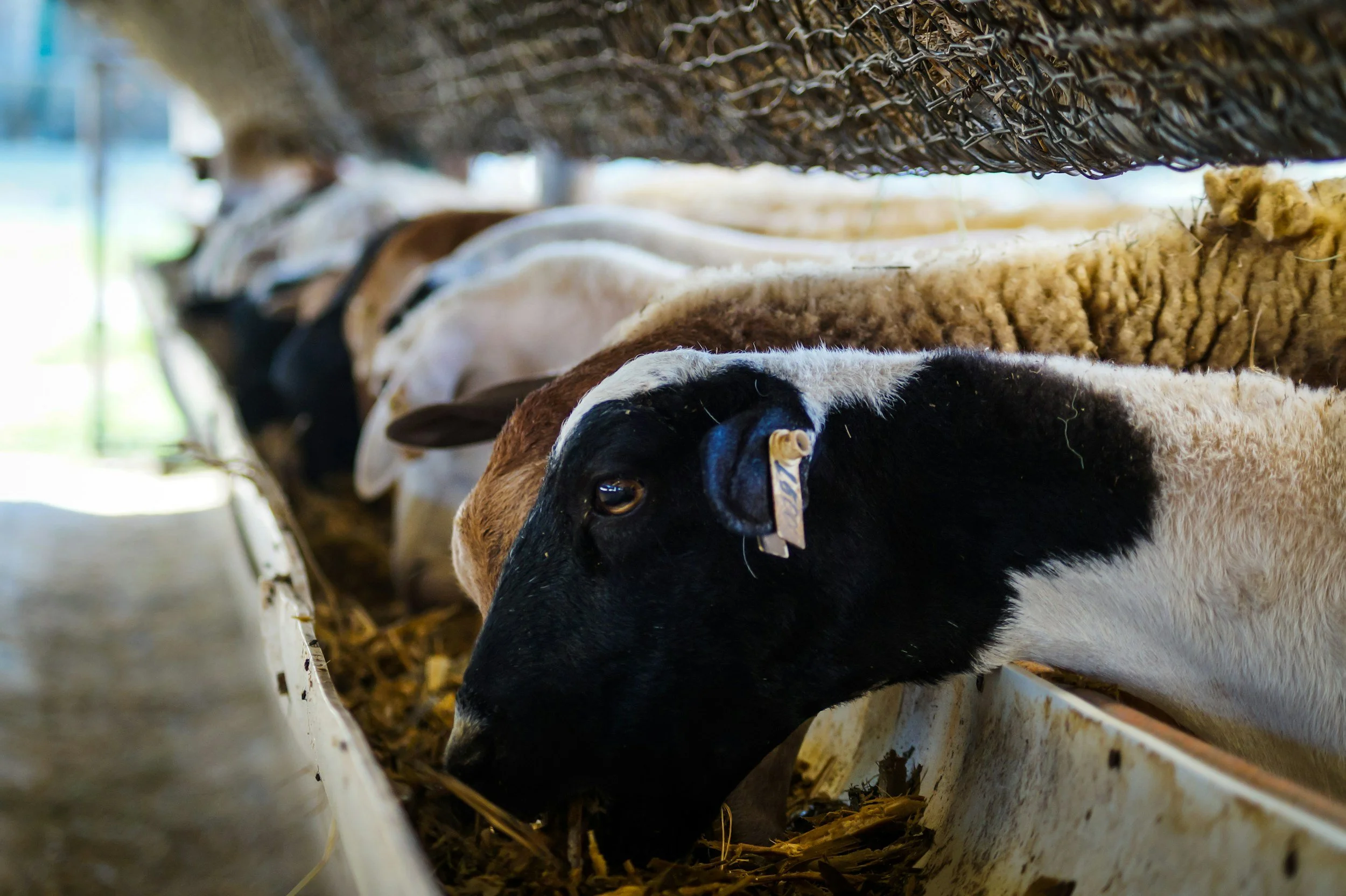 Cows in a barn, feeding from a long trough under a thatched roof.
