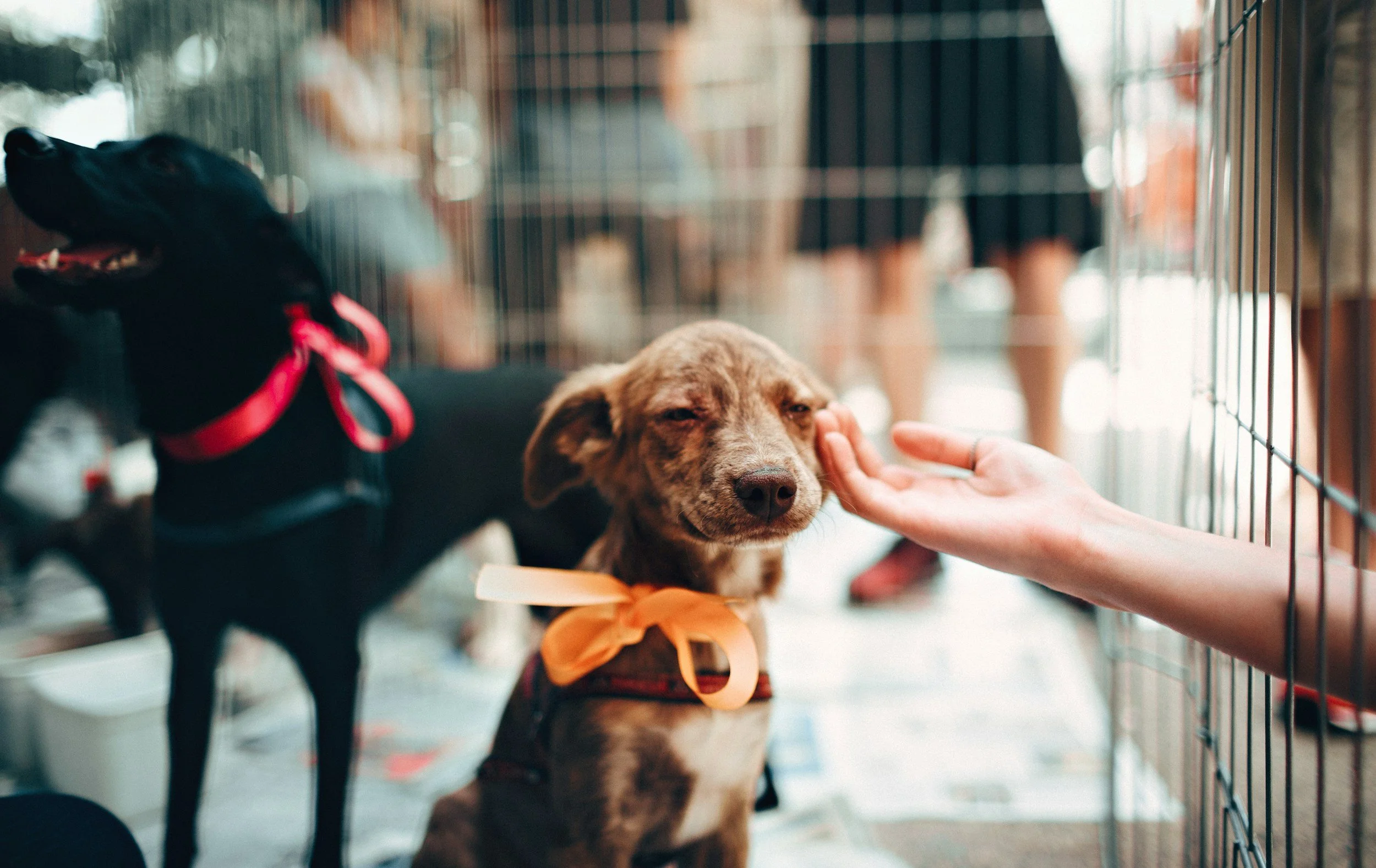 A person petting a brown dog with an orange bowtie inside a kennel, with a black dog nearby, at an animal shelter.