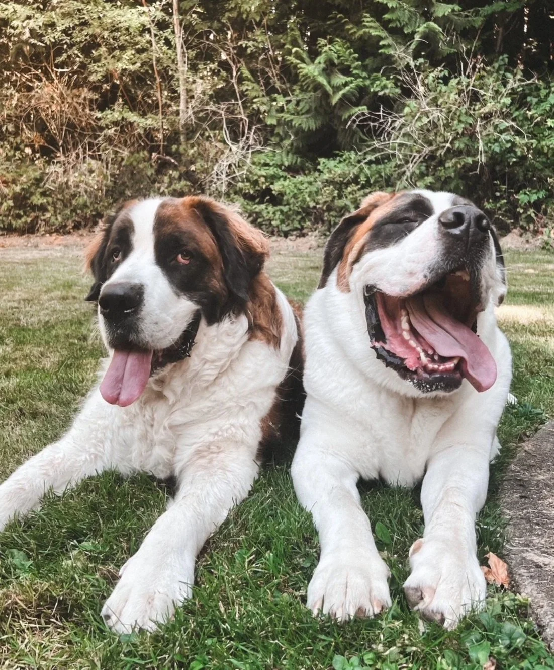 Two St. Bernard dogs lying on grass in a garden, both with their mouths open and tongues out, surrounded by green bushes and trees.