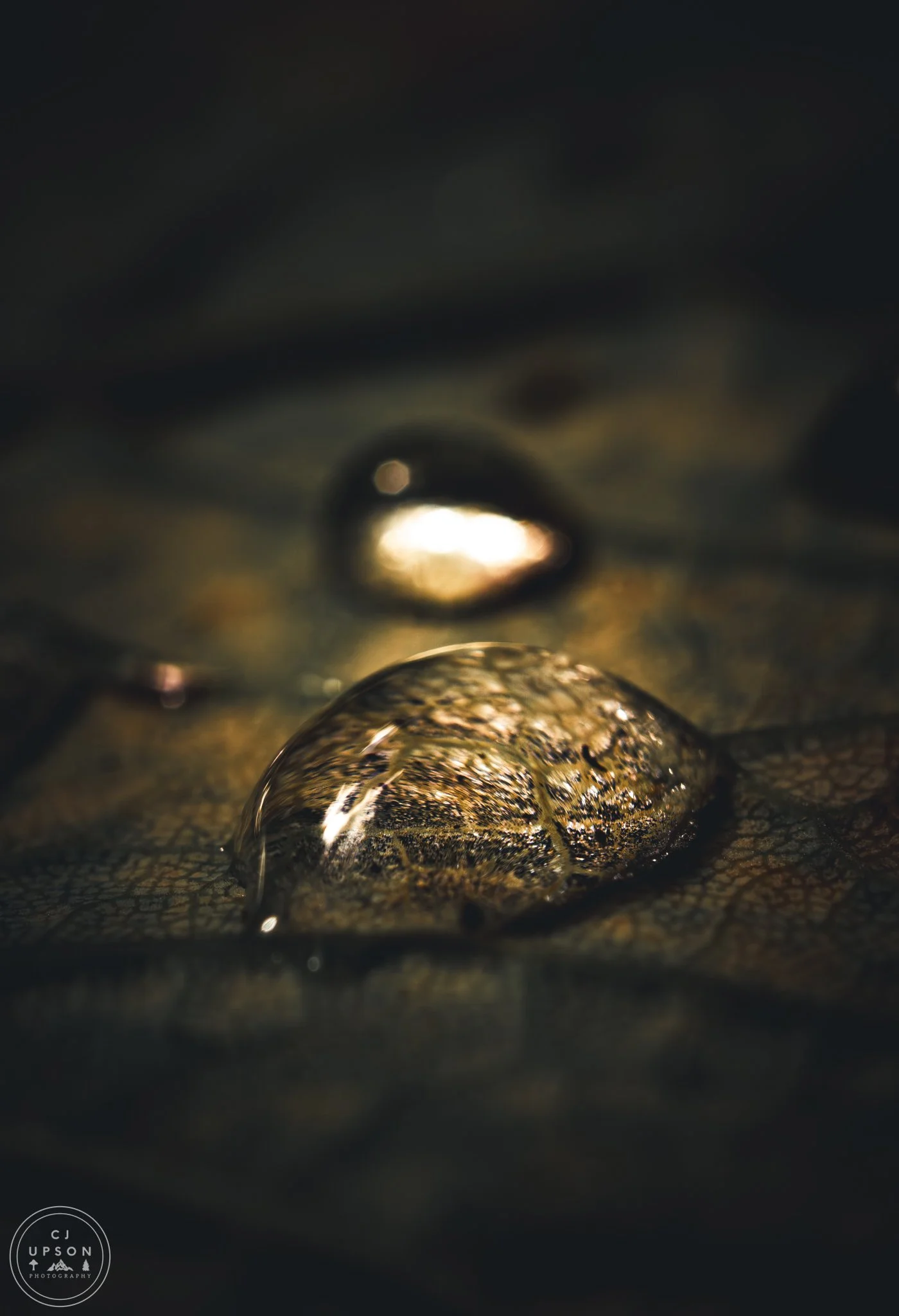 _8060009.jpg