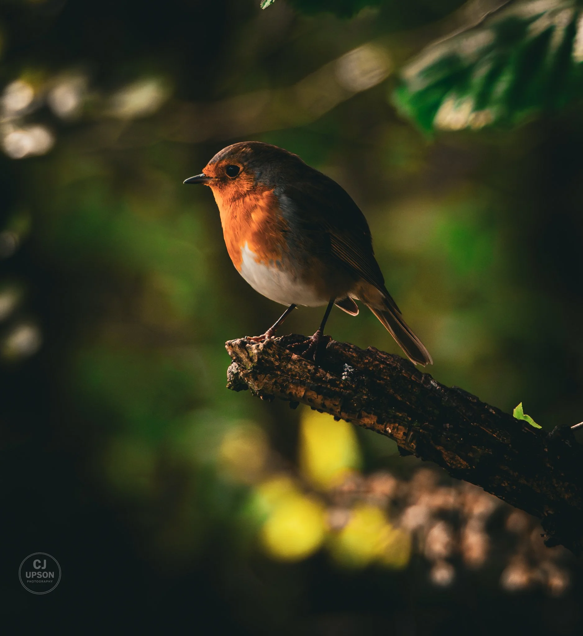 Wildlife