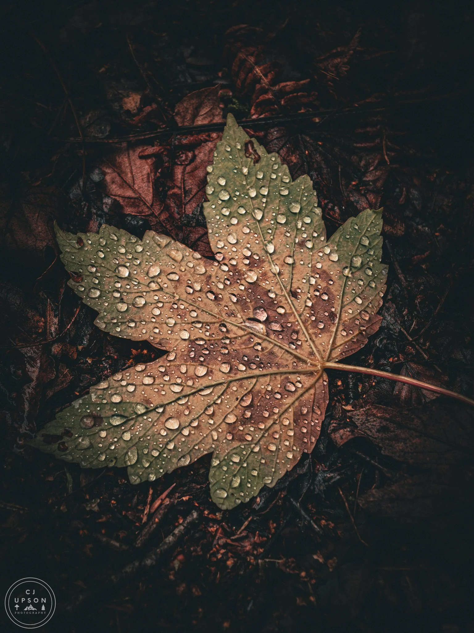 P9060631-2.jpg