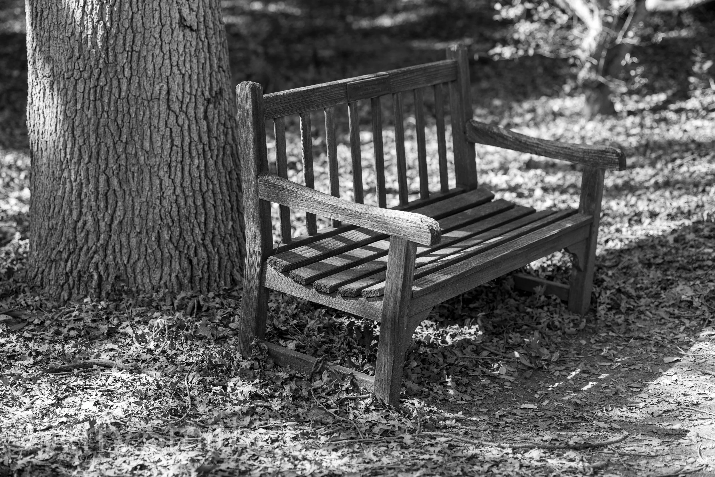 Bench Under The Tree