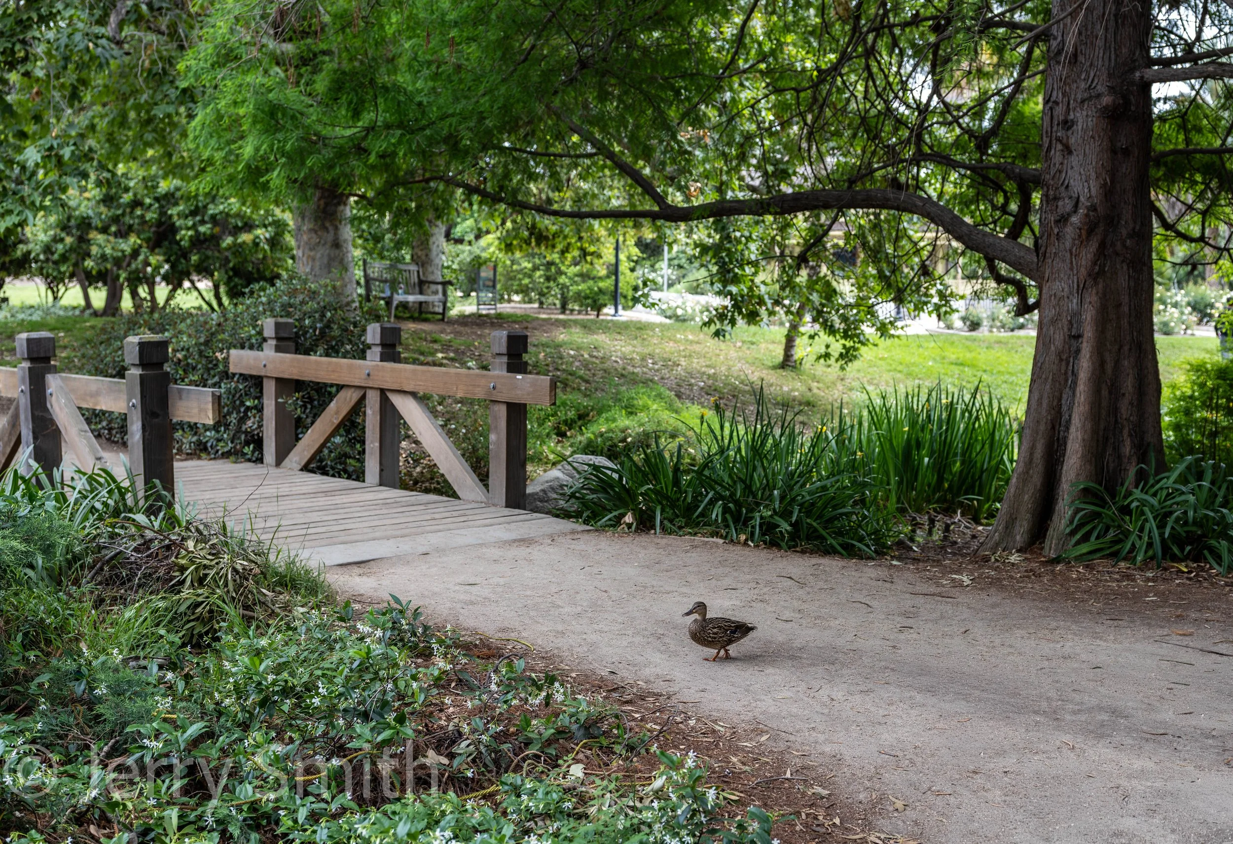 Arboretum-R8-Duck.jpg