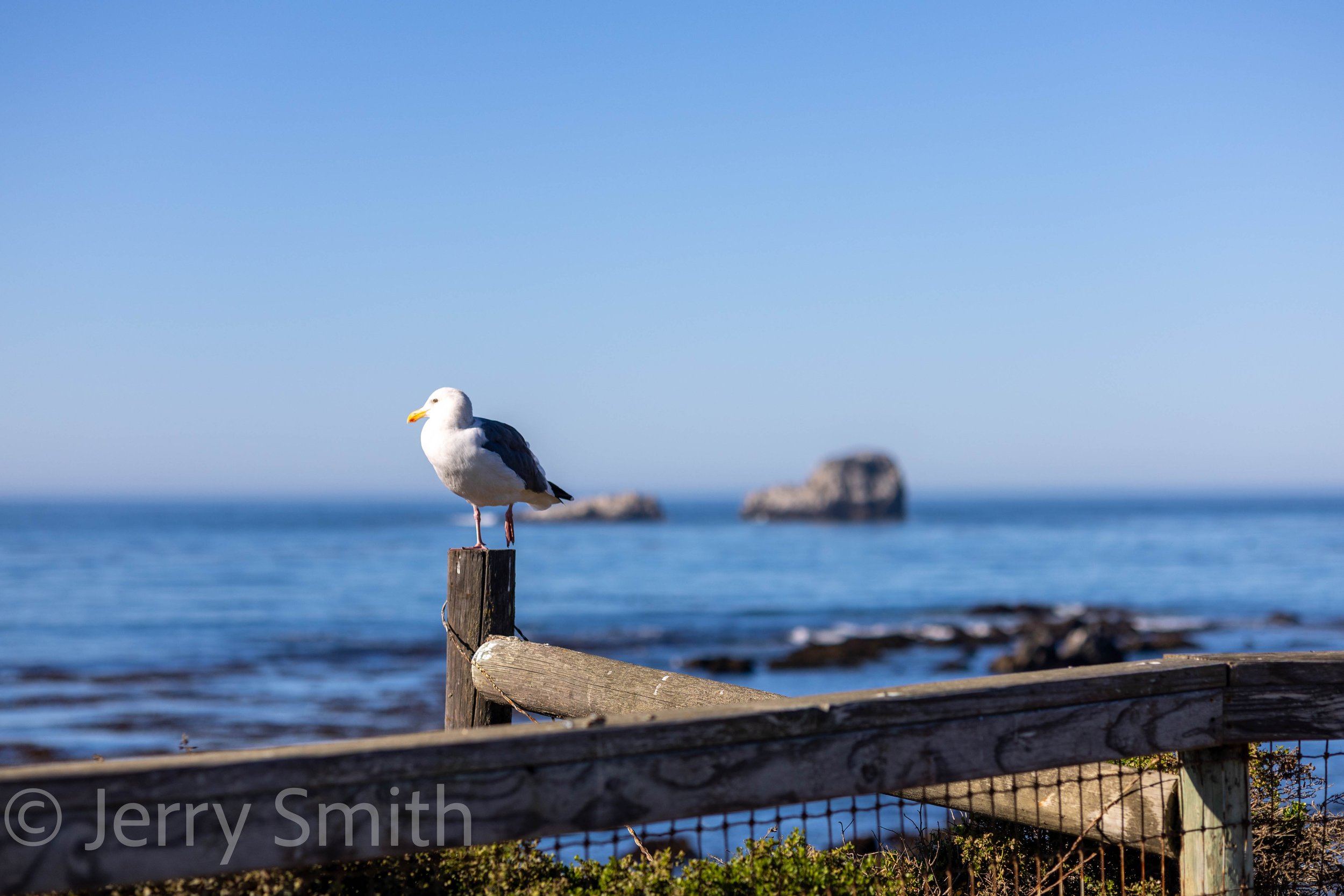 seagull-post-lookout.jpg