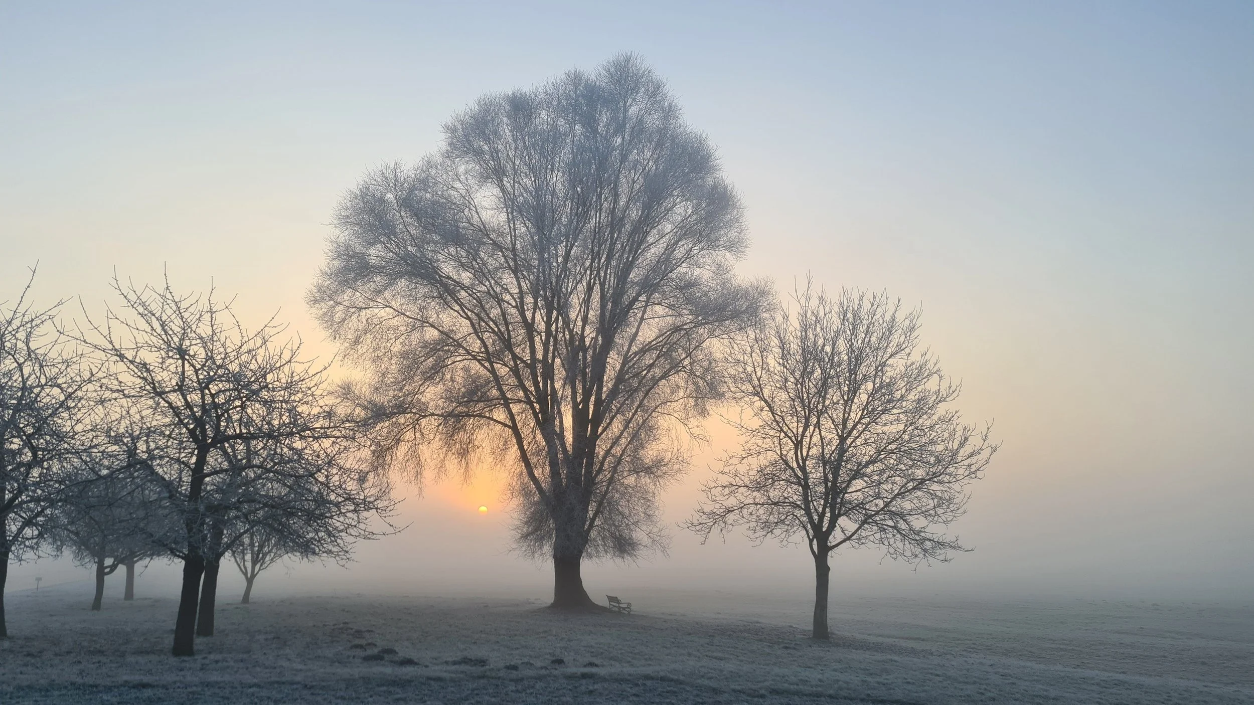 Tree silhouettes in a frosty park during sunrise with a bench in the background.