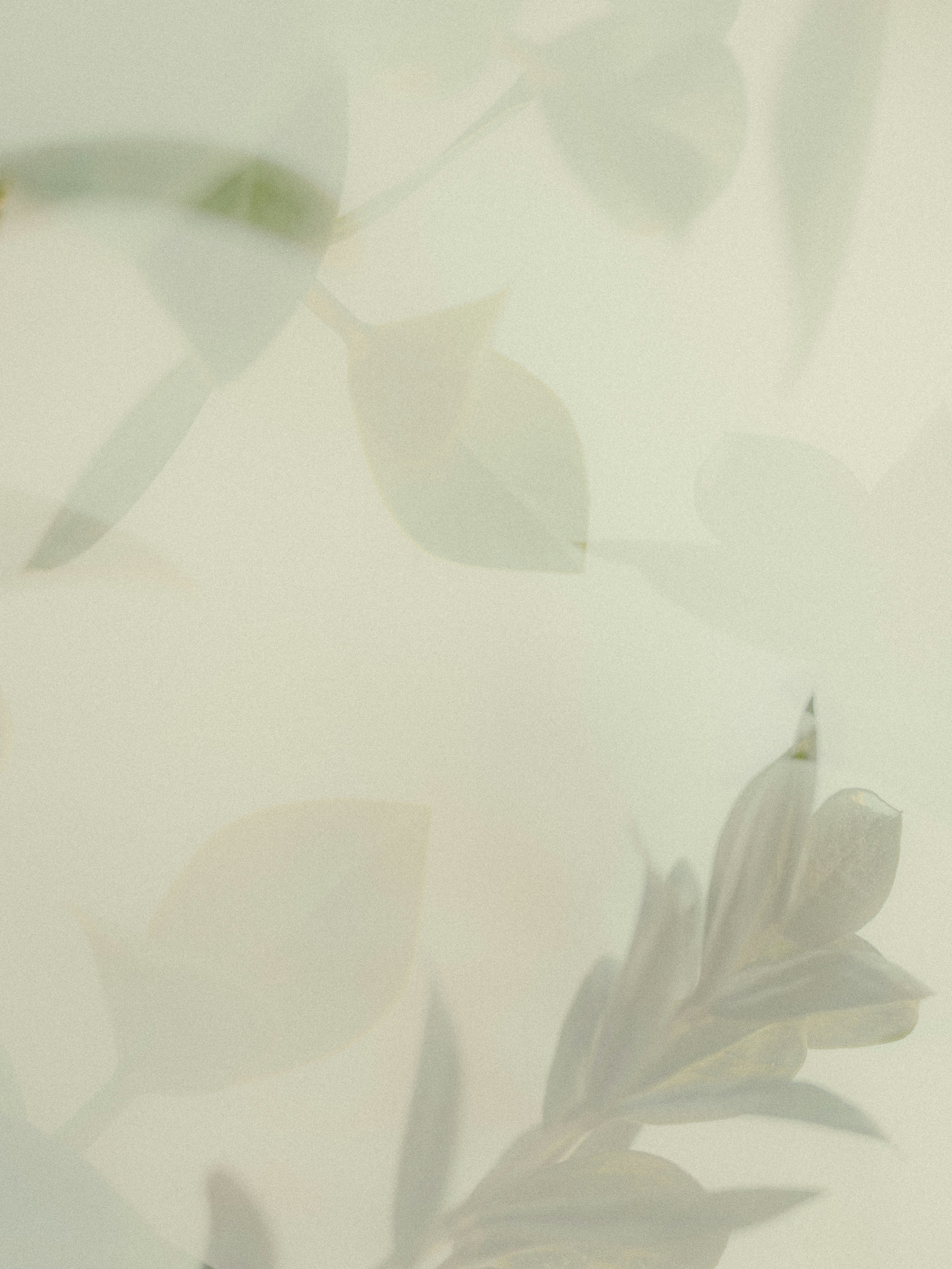 A close-up of white flowers with soft focus and minimal background, creating a delicate and airy atmosphere.