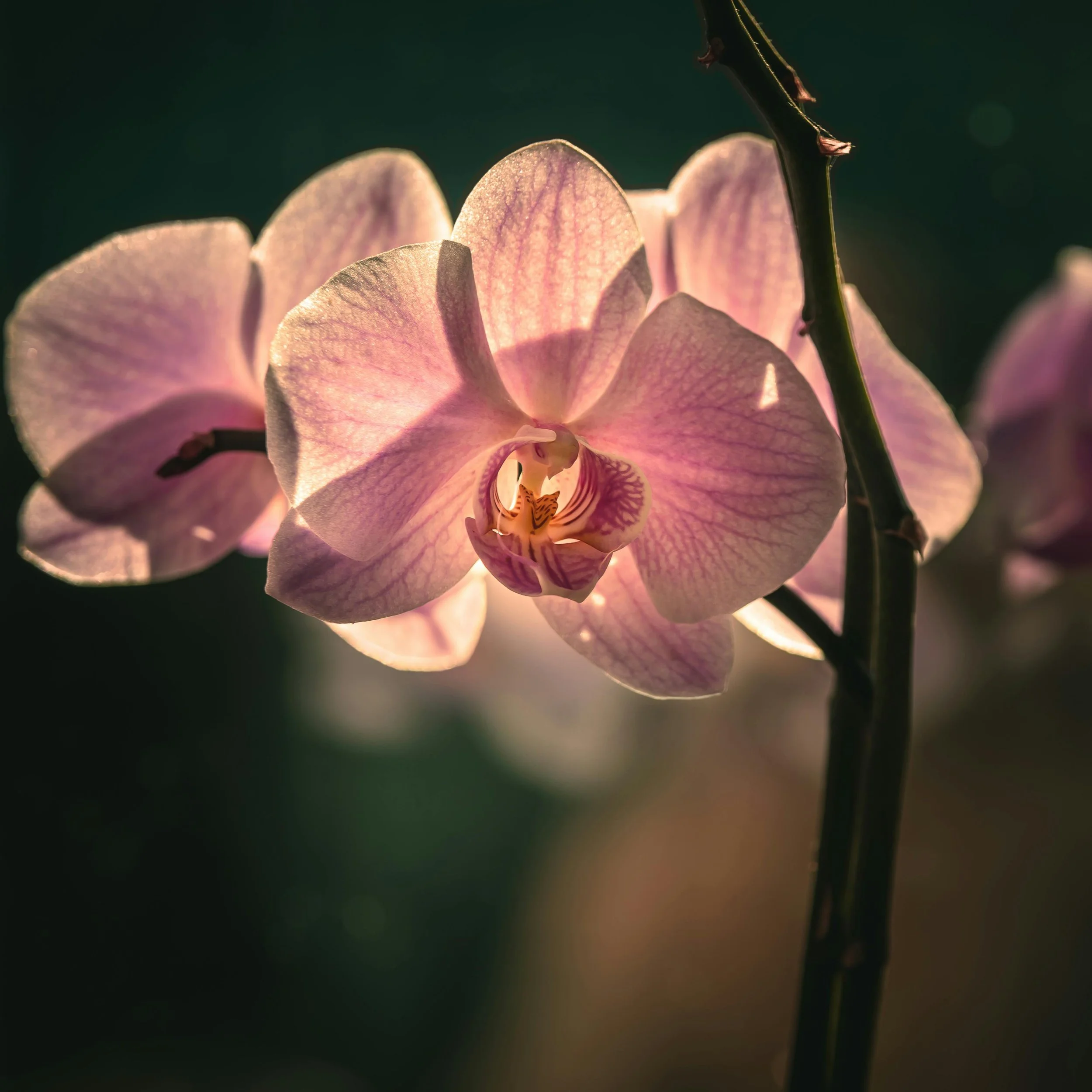 Orchid which can be analysed using FloriPEFCR