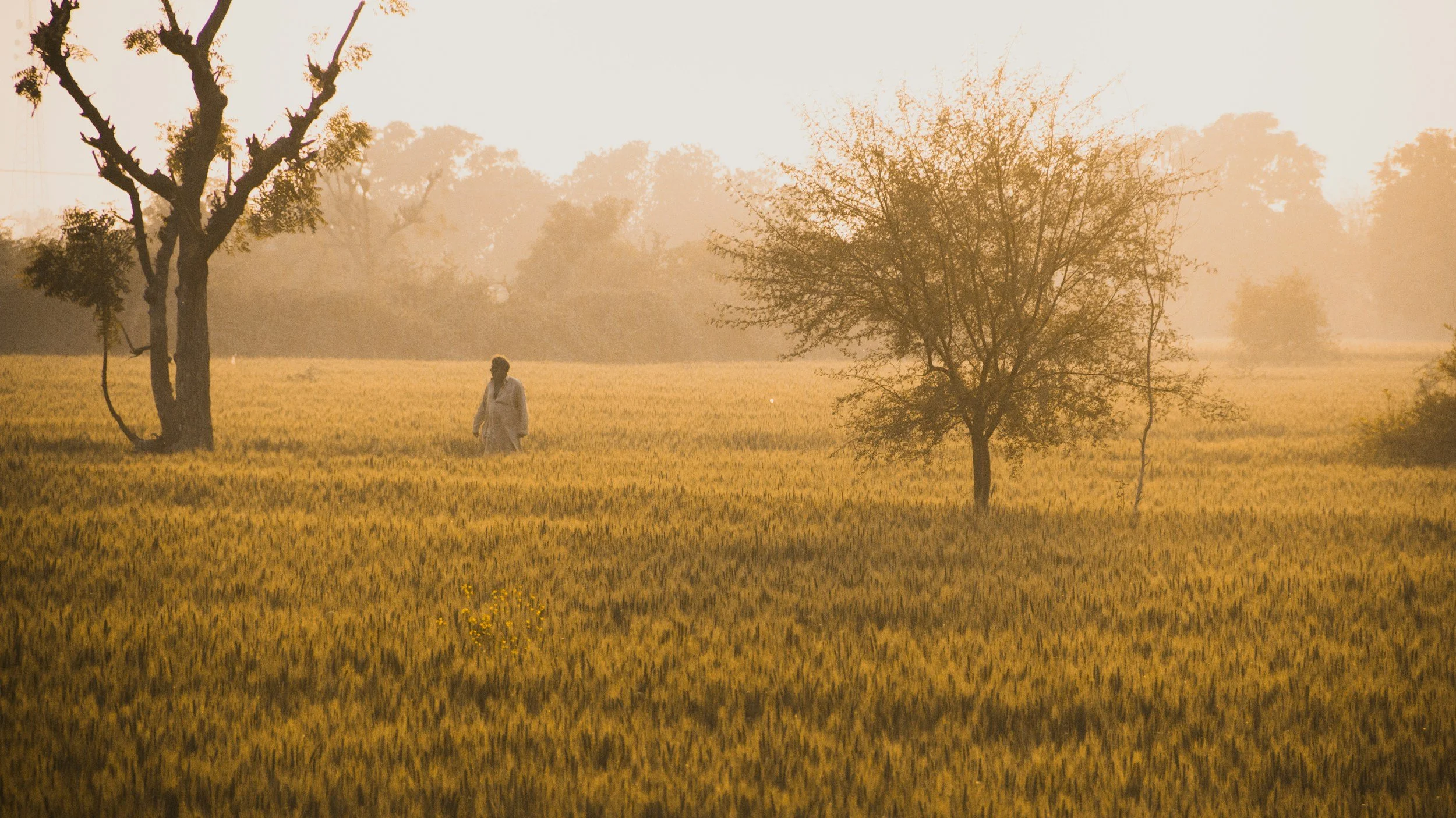 A person walking through a golden field of crops near trees at sunrise or sunset in Punjab