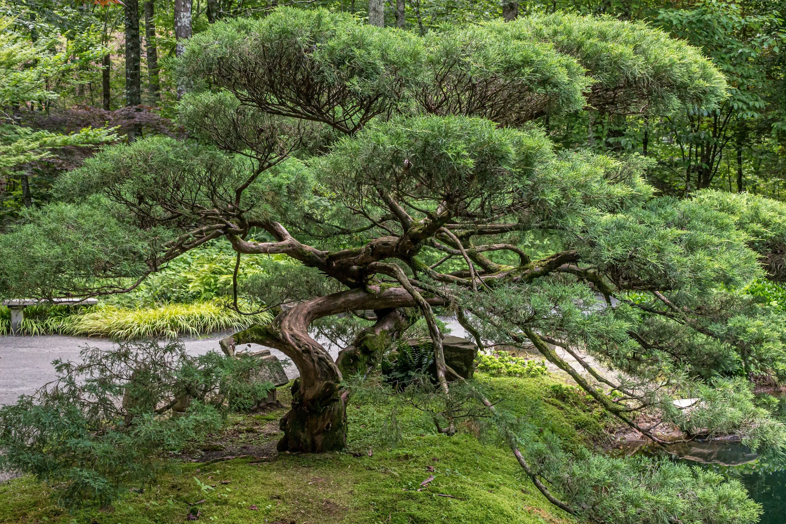 A well-manicured Japanese black pine tree with a twisted trunk and spreading branches in a landscaped garden.
