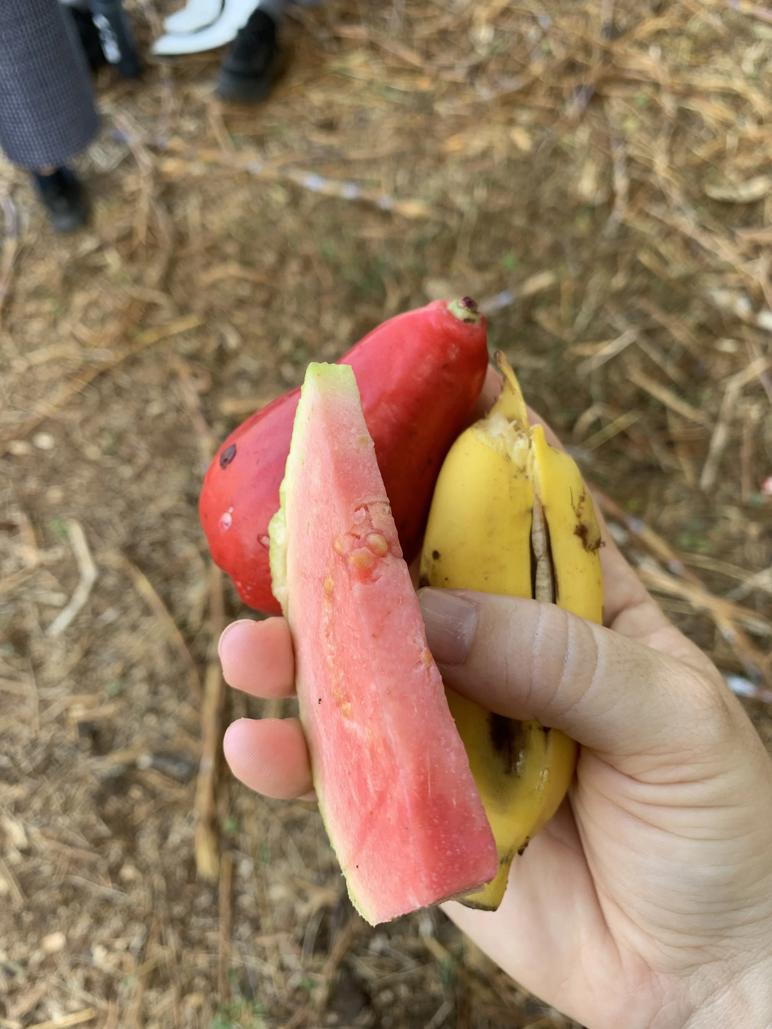 IMG_2833.jpeg