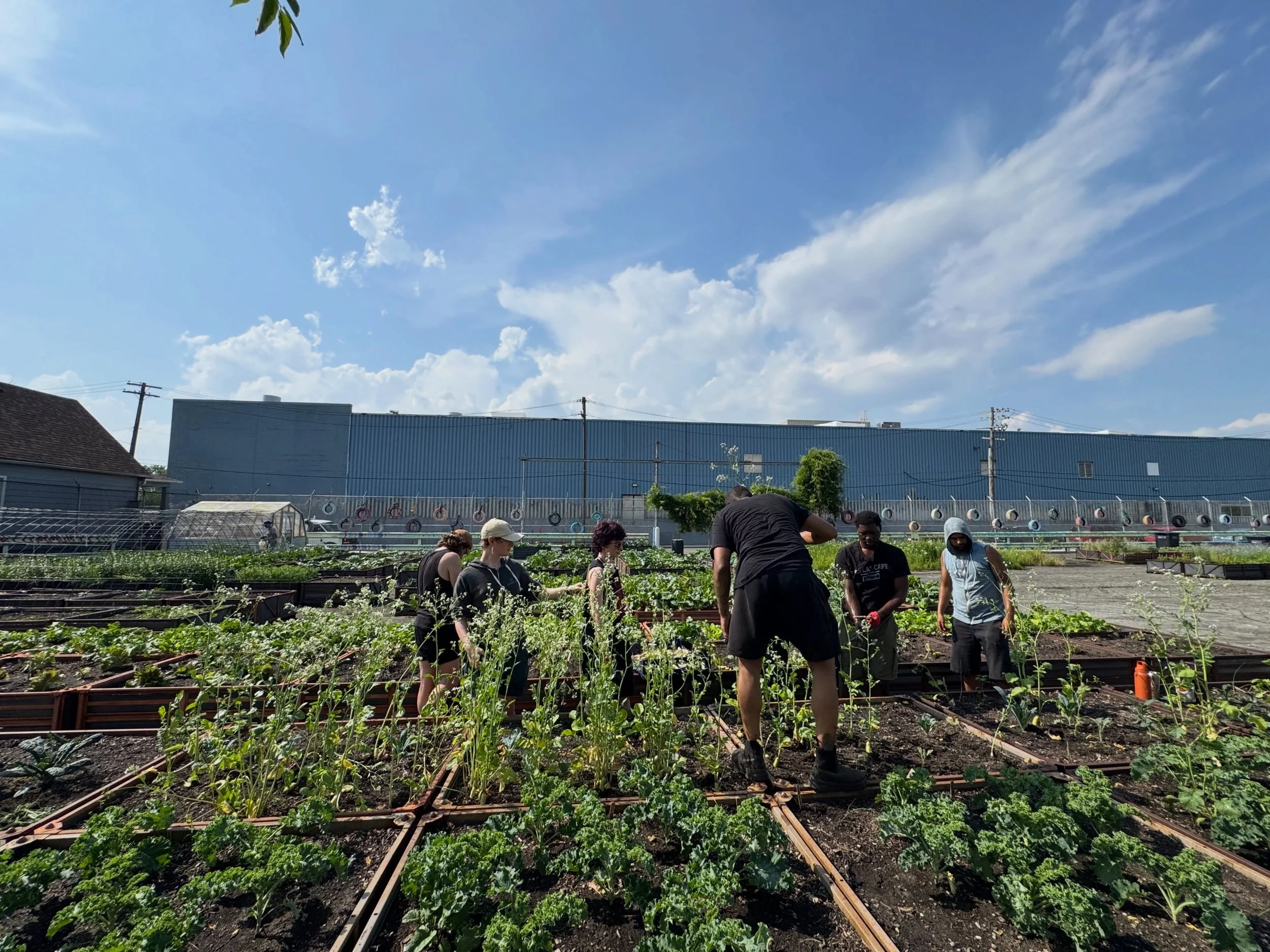 And on Wednesdays, you can find us(radicals) at the garden 🫡

Come donate your time on Wednesdays 4-6pm at @cadillacurbangardens!