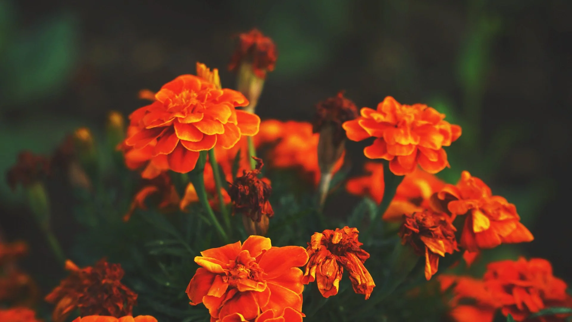 DSC01710_Afterlight.jpeg