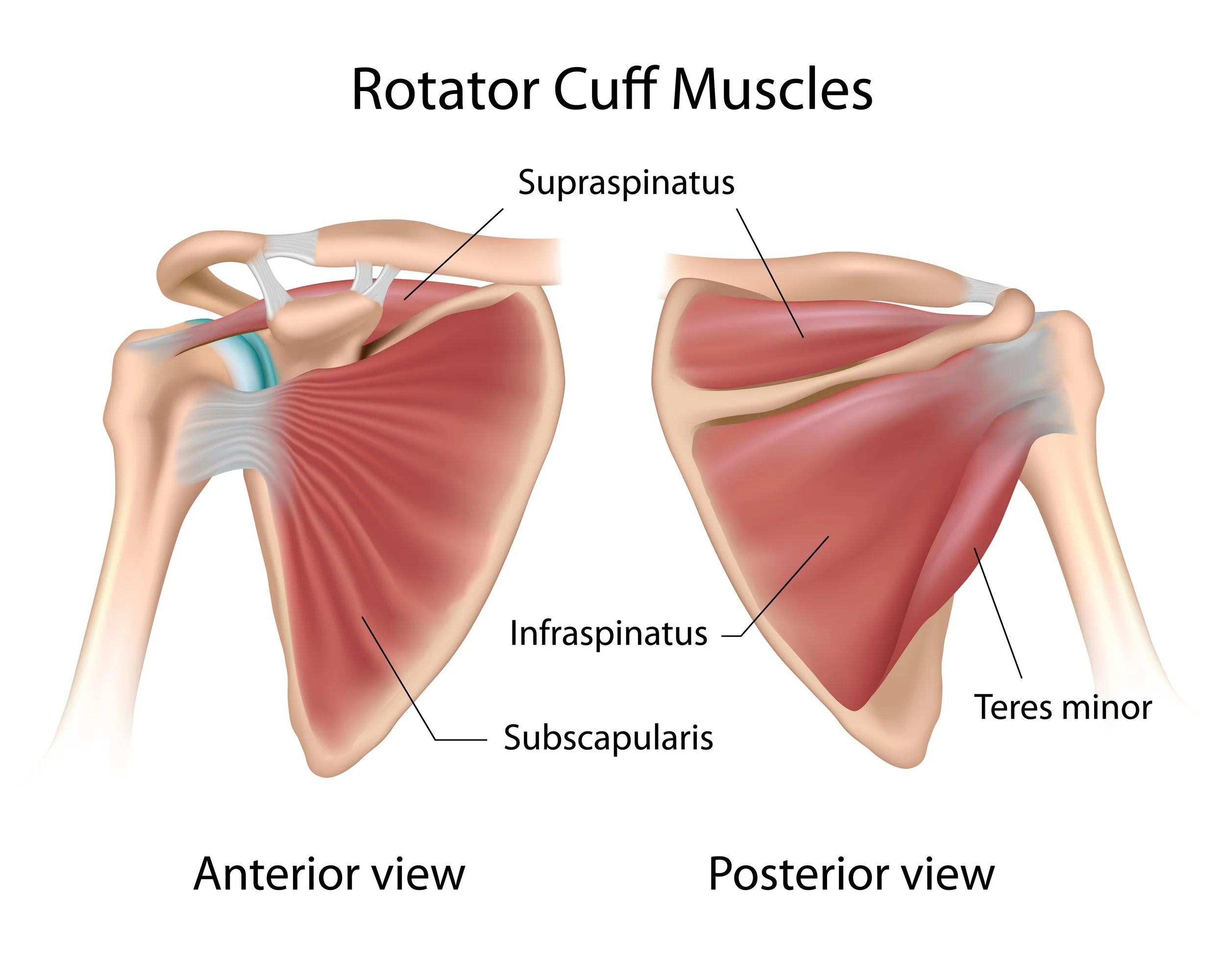 Diagram of rotator cuff muscles showing anterior and posterior views. Labels include supraspinatus, infraspinatus, subscapularis, and teres minor.