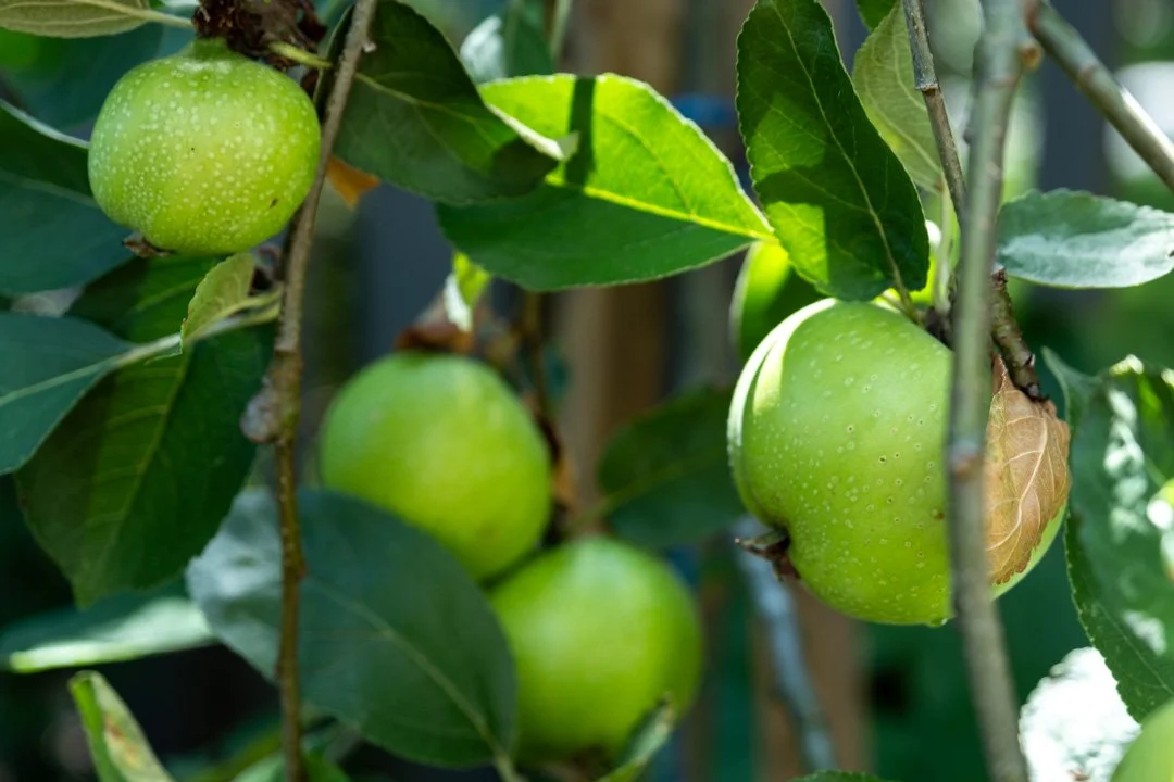 Green apples hanging on a tree branch among green leaves.