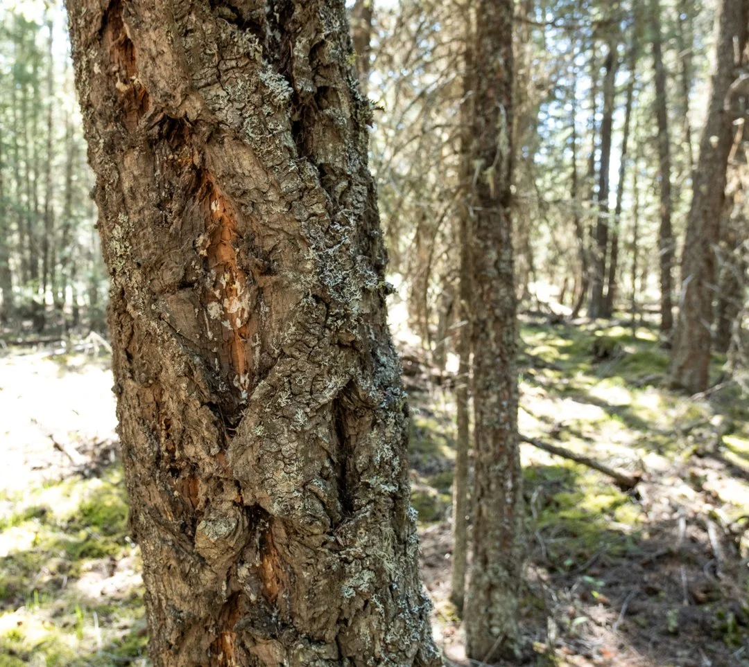 Close-up of a tree trunk in a forest with sunlight filtering through the trees and moss on the ground.