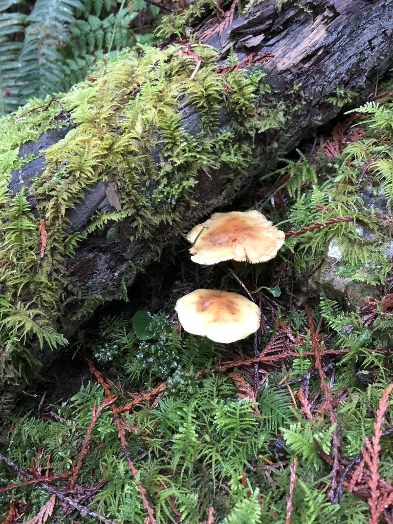 Mushrooms growing on a fallen log surrounded by green moss and small plants in a forest.