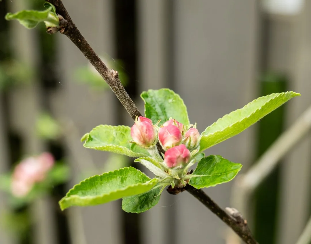 Close-up of an apple tree branch with pink flower buds and green leaves. Grey vertical fence in the background.