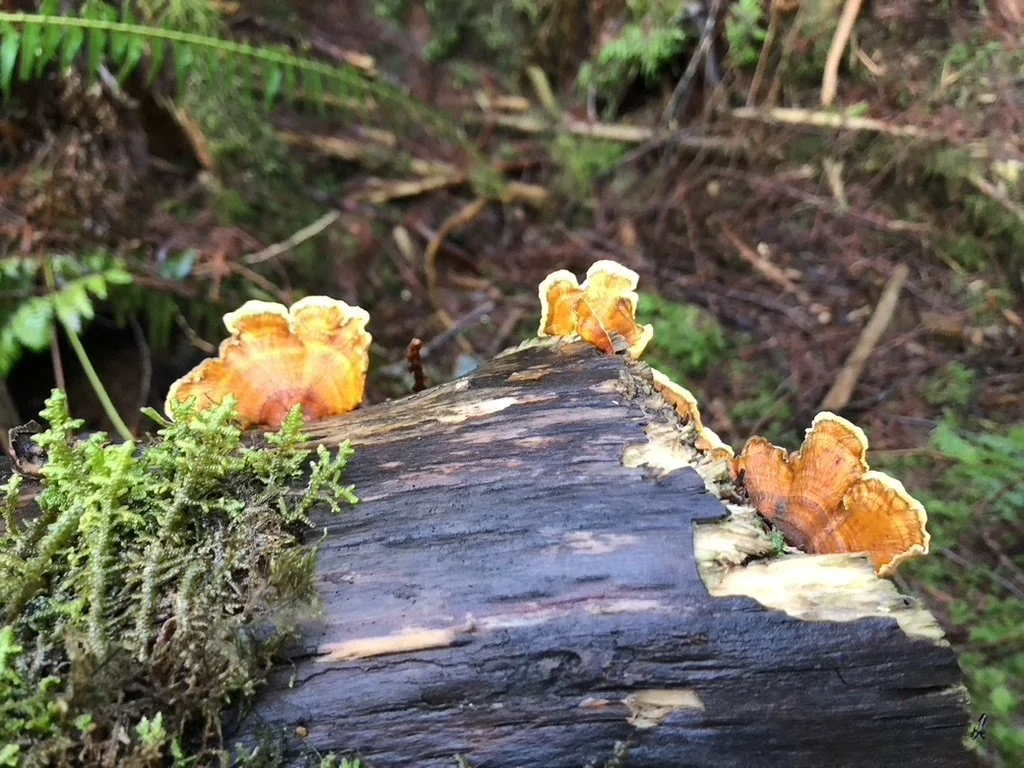 Colorful fungi growing on a fallen log in a forest, with green moss and plants nearby.