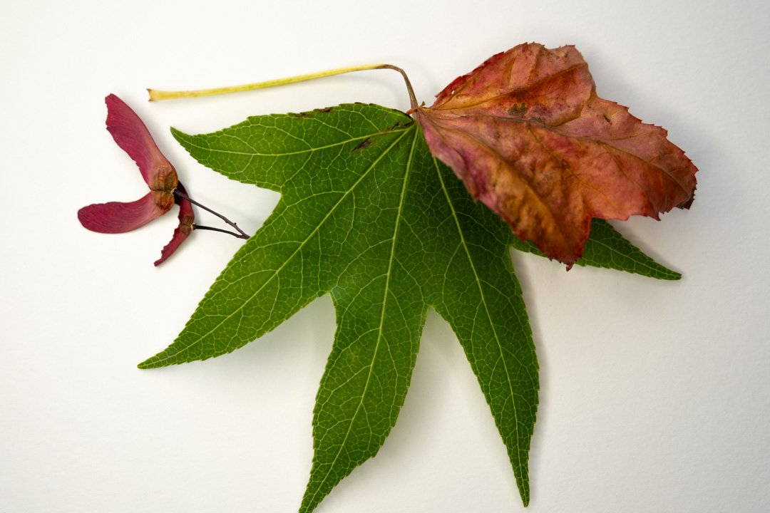 Image of a green Sweetgum leaf and a red Sweetgum leaf with a red seed pod on a white background.