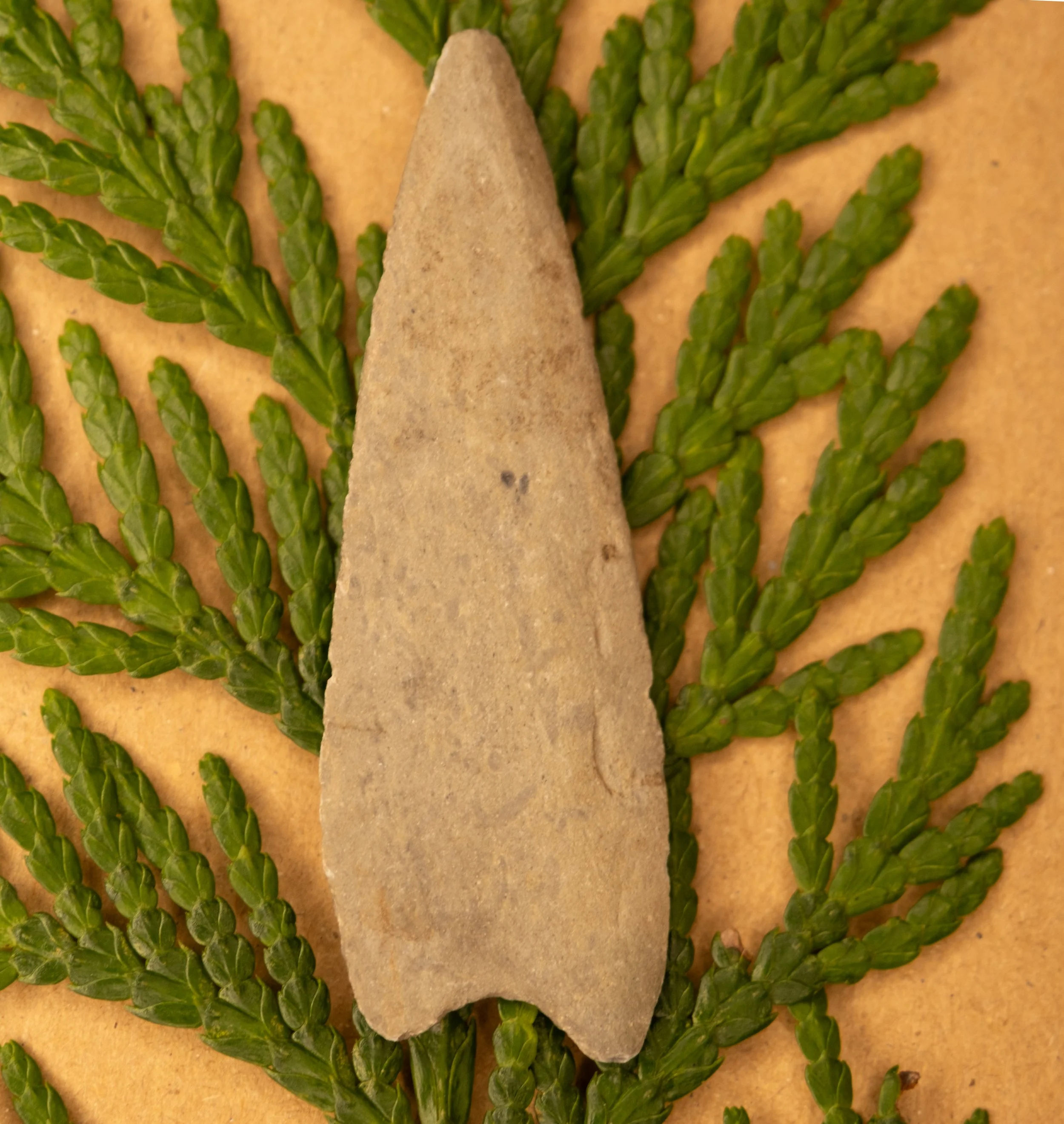 A light grey slate spear point placed on a bed of green cedar leaves. This is an ancestral Coast Salish belonging.