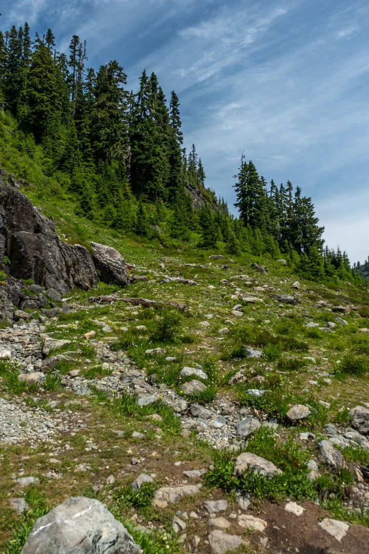 A mountain landscape with a rocky and grassy slope leading up to dense evergreen trees under a partly cloudy sky.