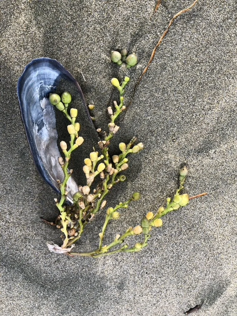 Sea shell with a black interior and white exterior, lying on sand next to a green plant with multiple round buds and thin stems.