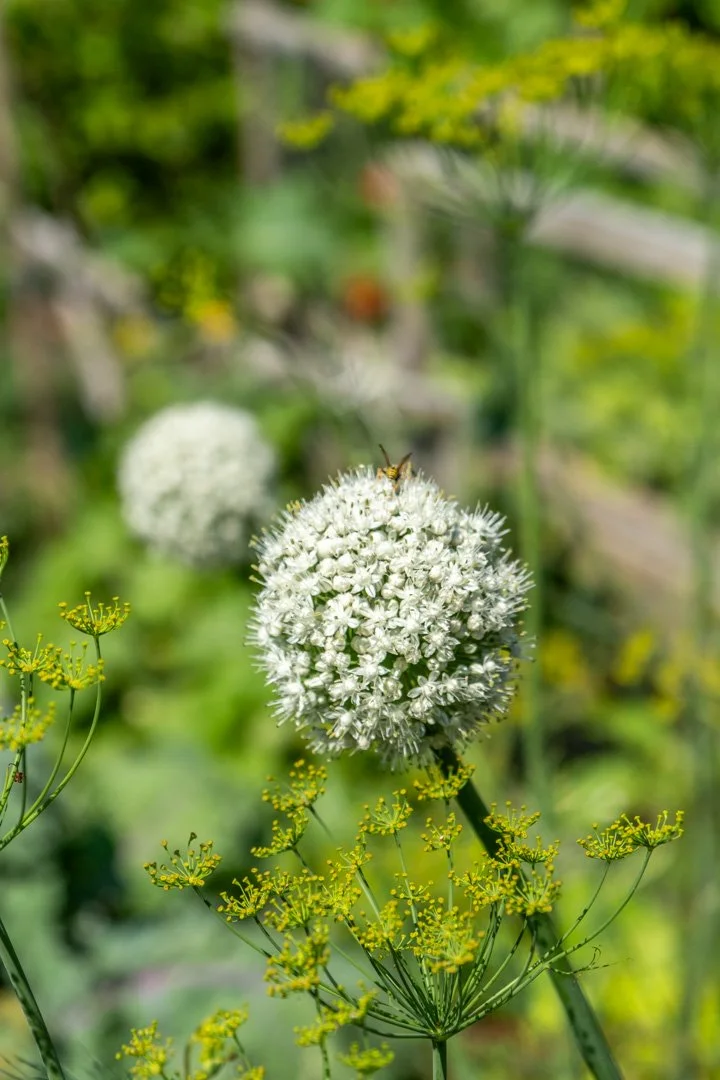 Close-up of a white globe-shaped flower with a bee on top, surrounded by green foliage and smaller yellow flowers.