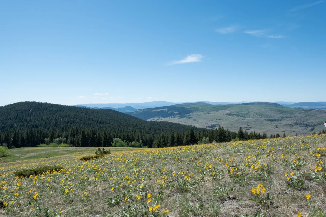 A landscape with rolling hills, a forest of evergreen trees, a blue sky with a few clouds, and a field of yellow wildflowers in the foreground.
