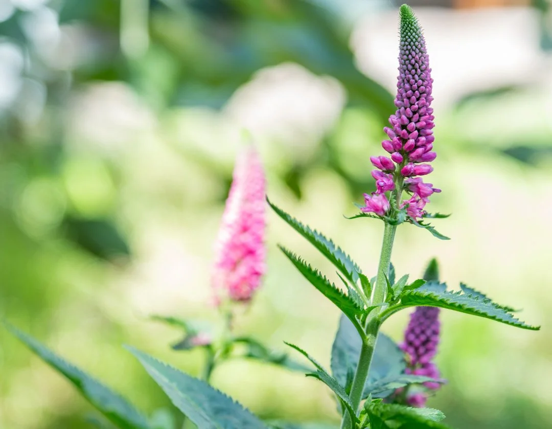 Close-up of pink Speedwell flowers with green leaves and blurred green background.