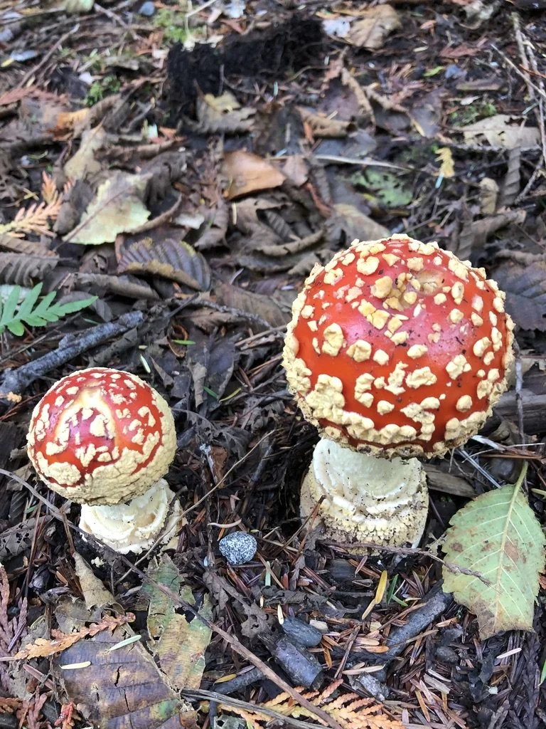 Two red and white mushrooms with bumpy caps growing among fallen leaves on a forest floor.
