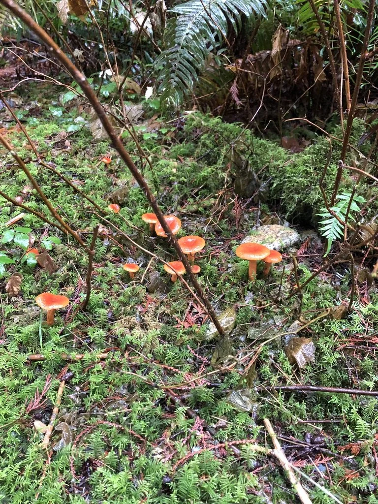 Orange mushrooms growing on forest floor among moss, ferns, and dead leaves.