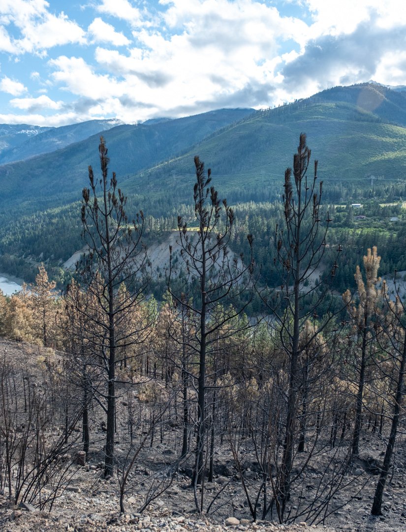 Mountains with partially burned trees in the foreground and a river flowing through the valley in the background.