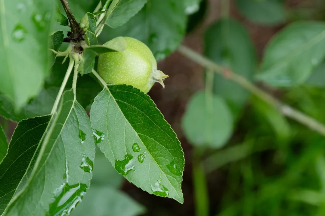 A close-up of a growing green apple on a tree with water droplets on the leaves.