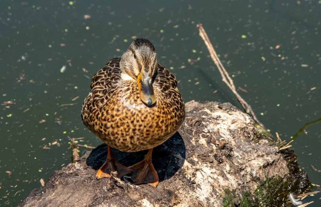 A duck standing on a log in a pond.