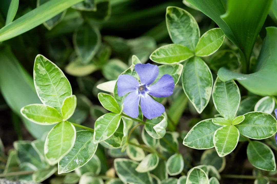Light purple vinca/periwinkle flower surrounded by green variegated leaves.