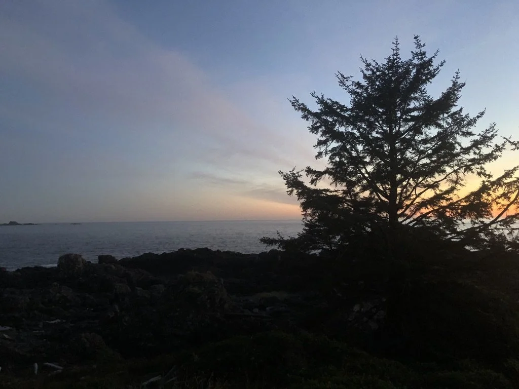 A silhouette of a pine tree along a rocky shoreline at dusk with the ocean and a colorful sky in the background.