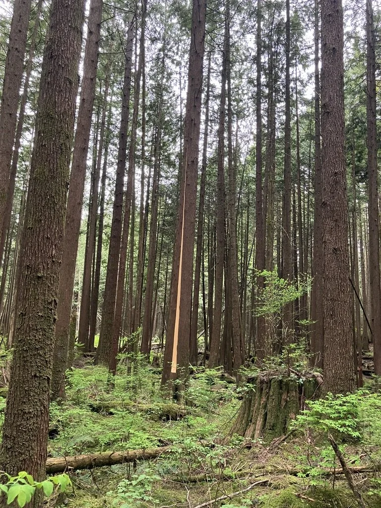 A dense forest with tall trees, a fallen log, and a tree stump in the foreground. Some of the trees are red cedar from which strips of bark have been removed/harvested by Coast Salish community members.