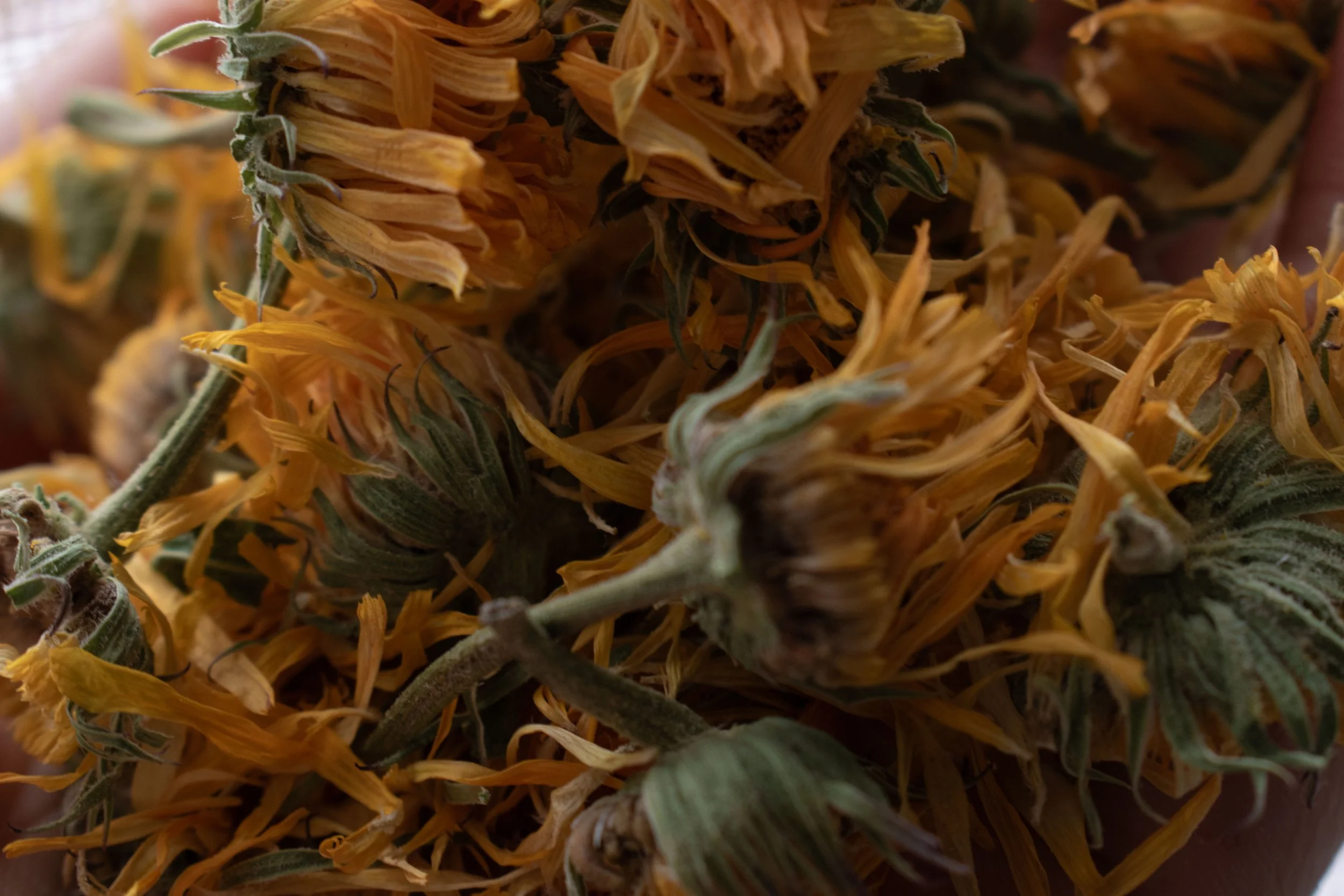 From the Dirt: Calendula Spotlight