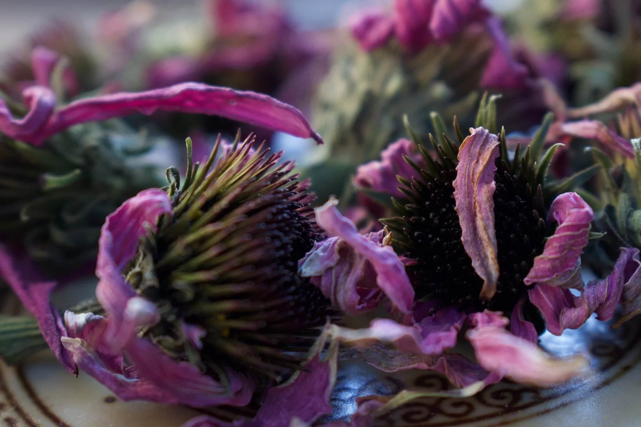 From the Dirt: Echinacea purpurea Spotlight