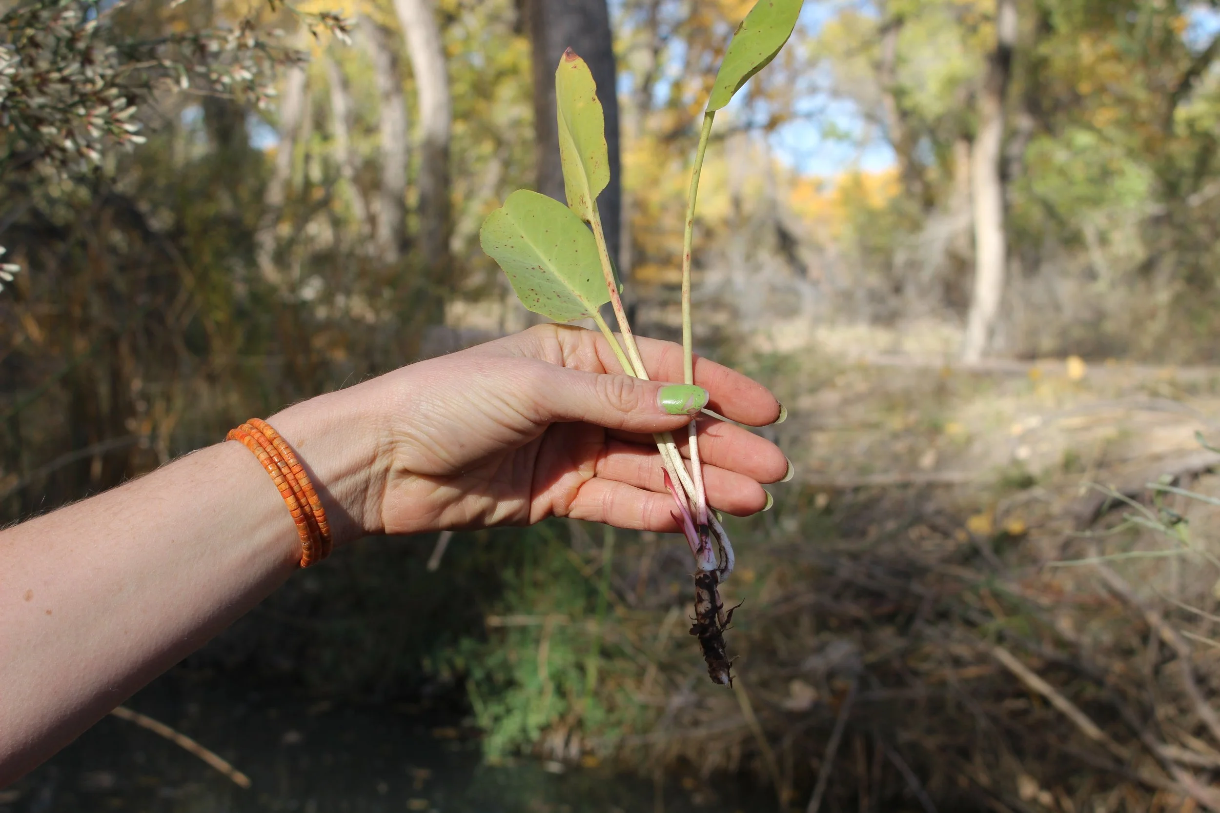 Rooted in the Southwest: Finding Yerba Mansa