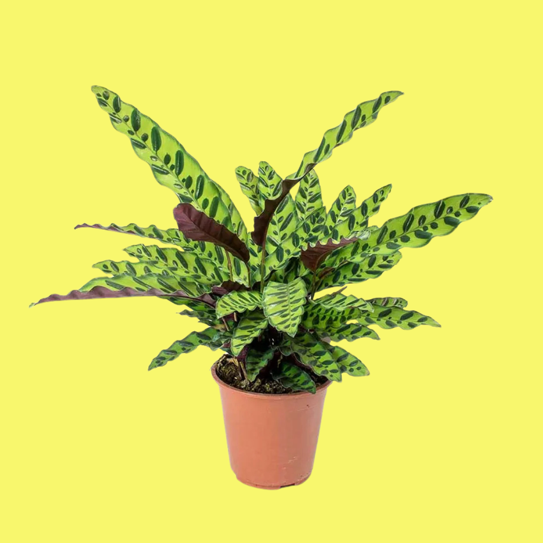 plant sale &amp; artist pop-up