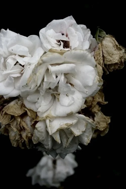Withered Blooms