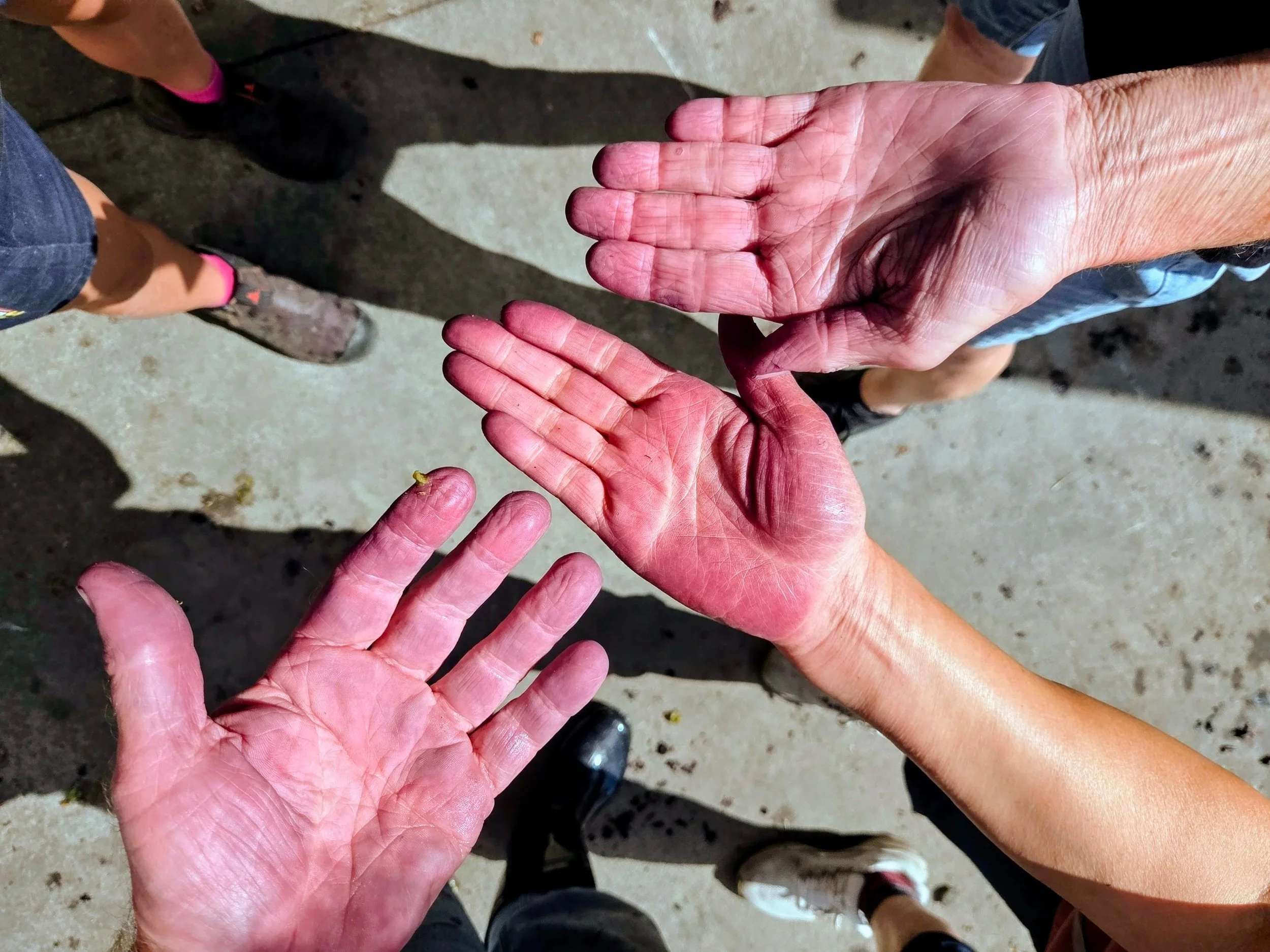 Three sets of different sized workers hands, with red wine stains. The palms held up in front of a concrete ground, with shadows and parts of people's legs visible.
