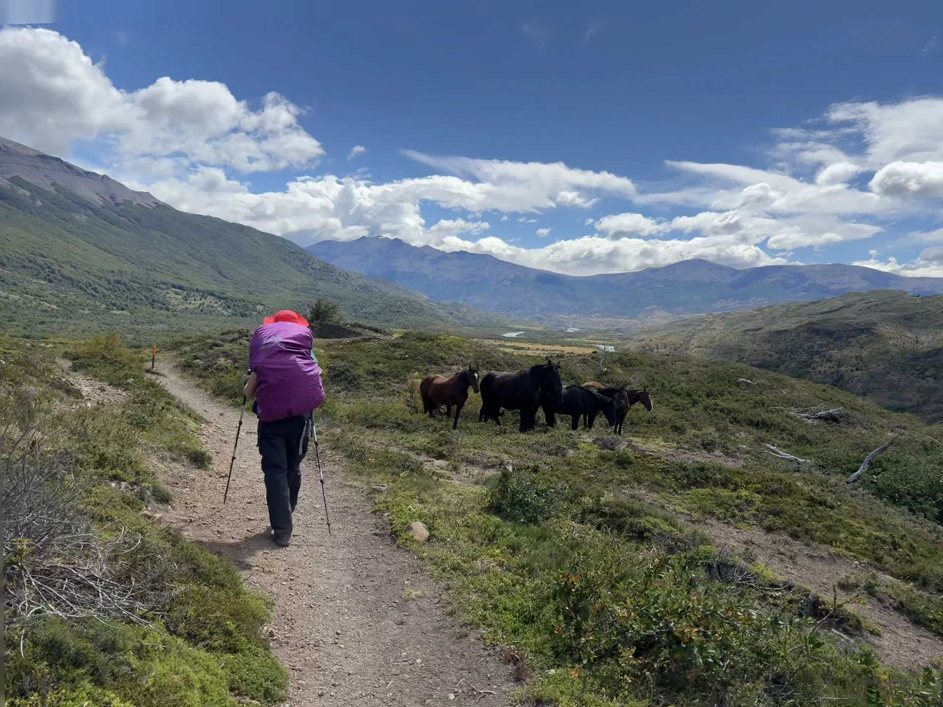 A hiker in a bright hat, walking on a winding mountain trail with three horses grazing nearby, mountainous landscape in South America