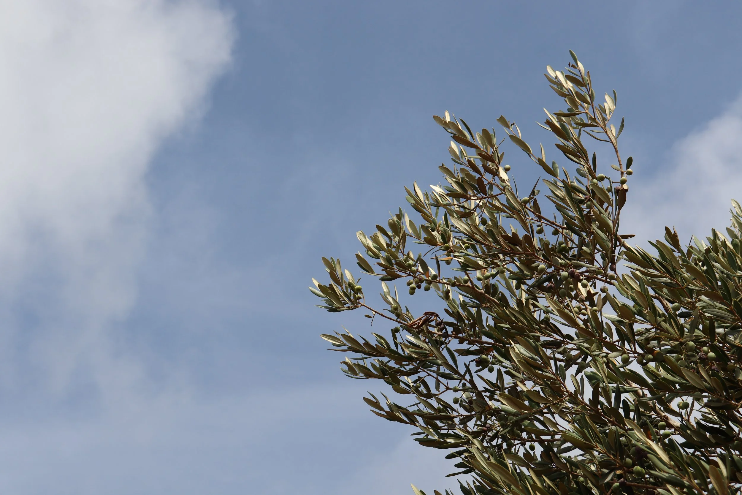 Somewhere in Puglia, Italy, September 2021