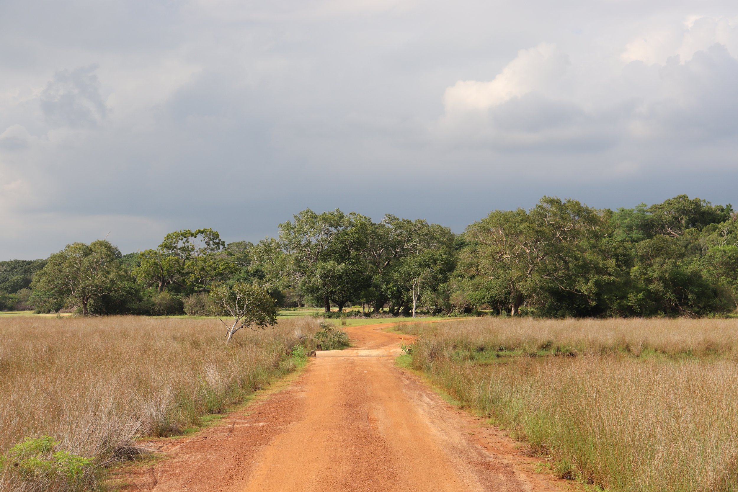 Wilpattu National Park, Sri Lanka, January 2024