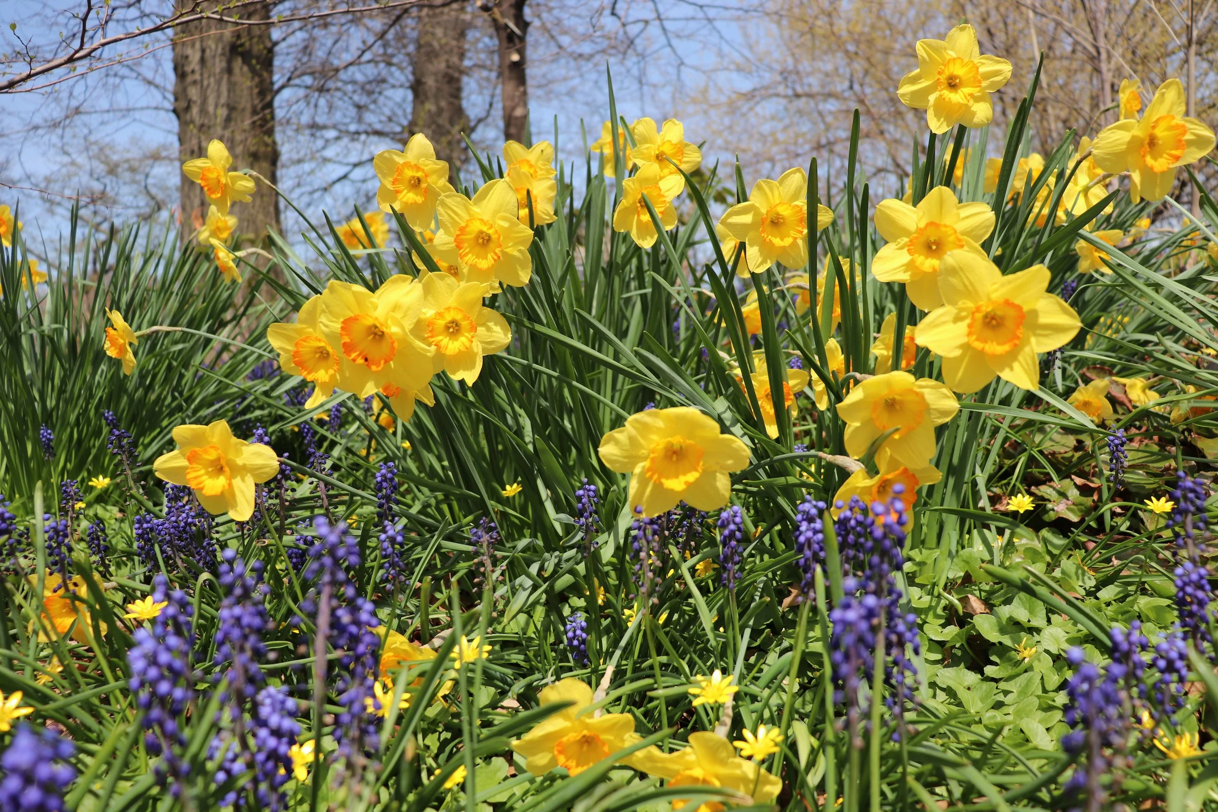 Brooklyn Botanical Garden, New York, April 2024