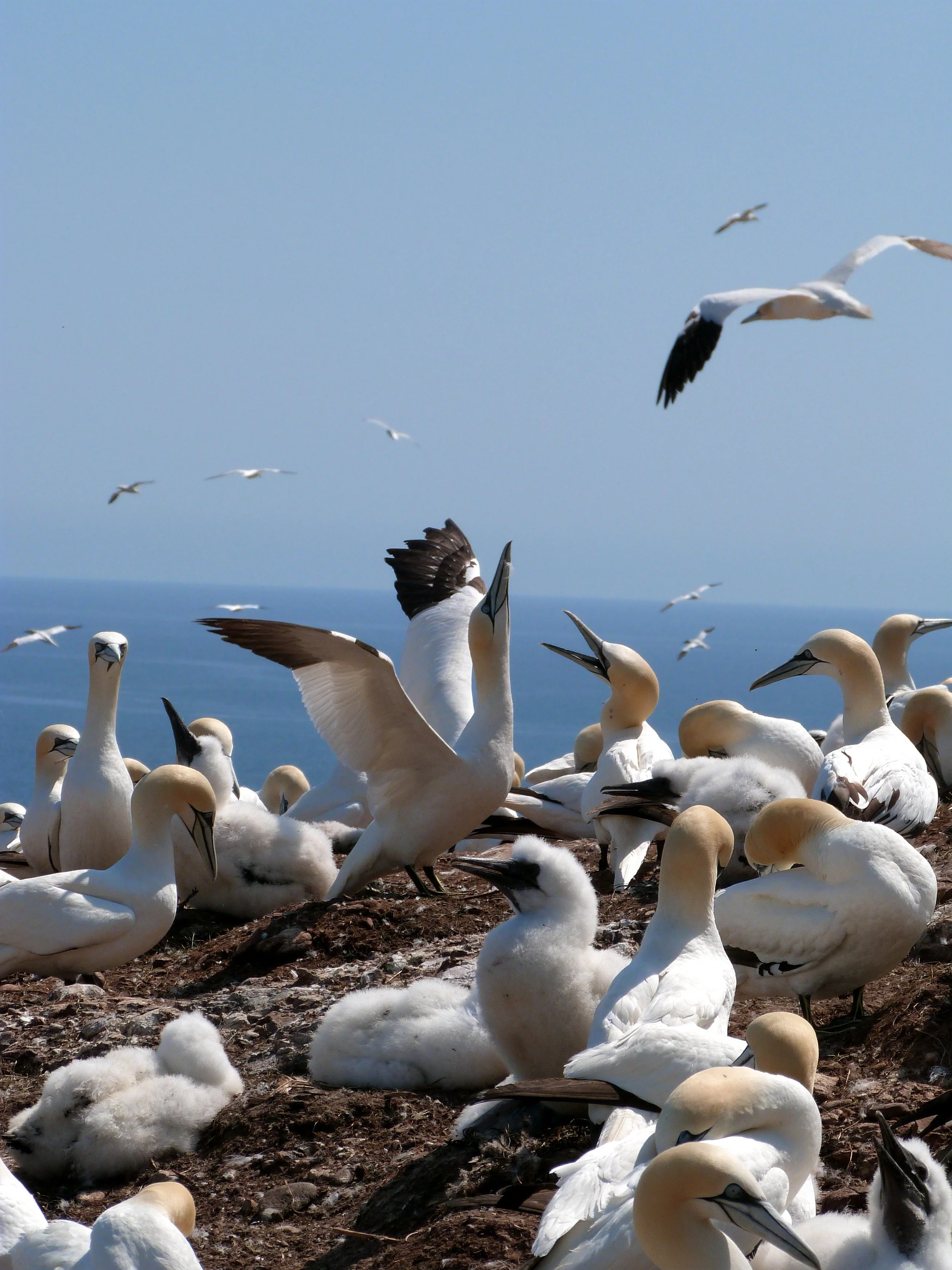 Anticosti Island, Québec, Canada, August 2014