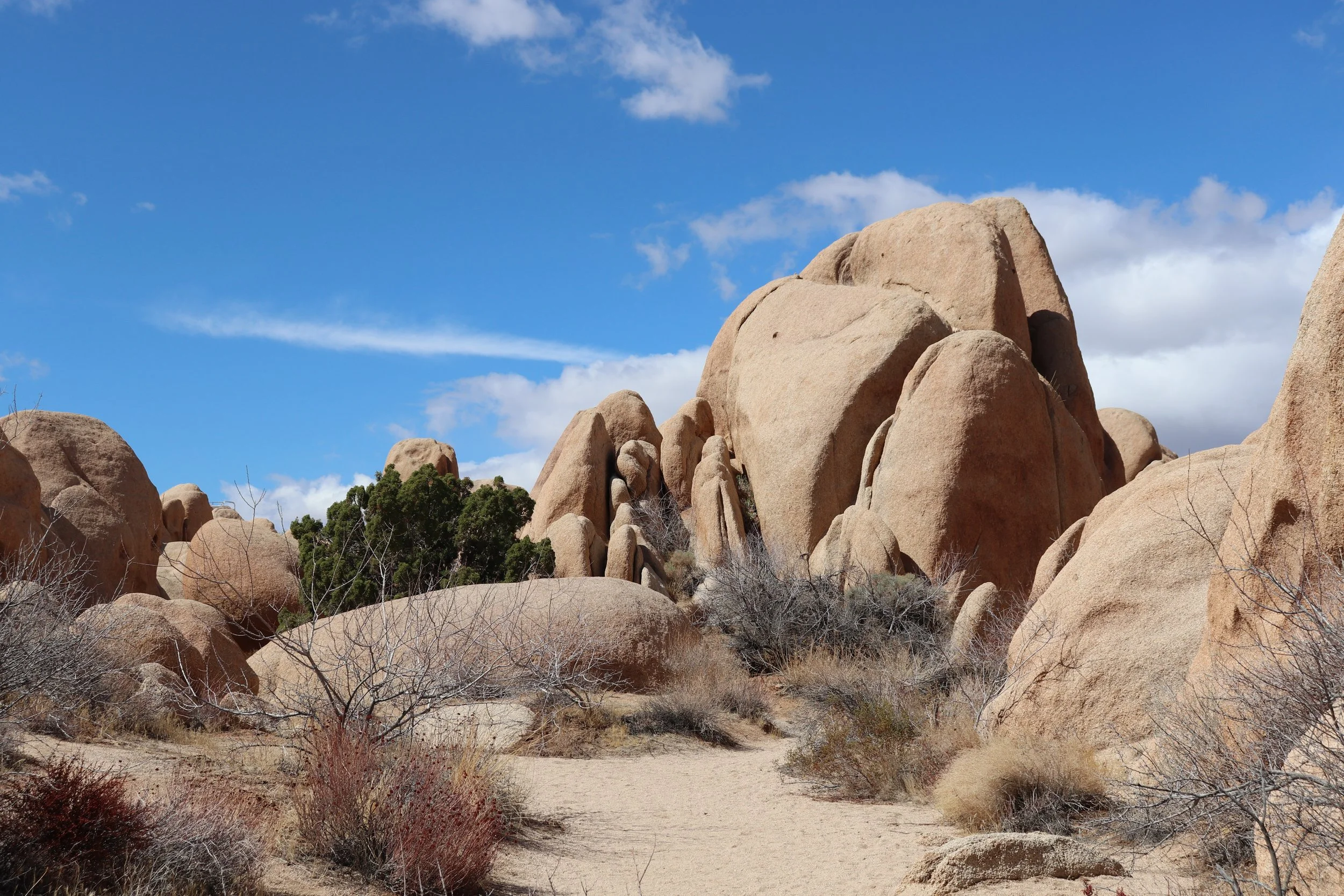 Joshua Tree National Park, California, United States, March 2025